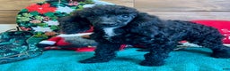 Toy Poodle dogs for sale: Jaxx - Ad 1