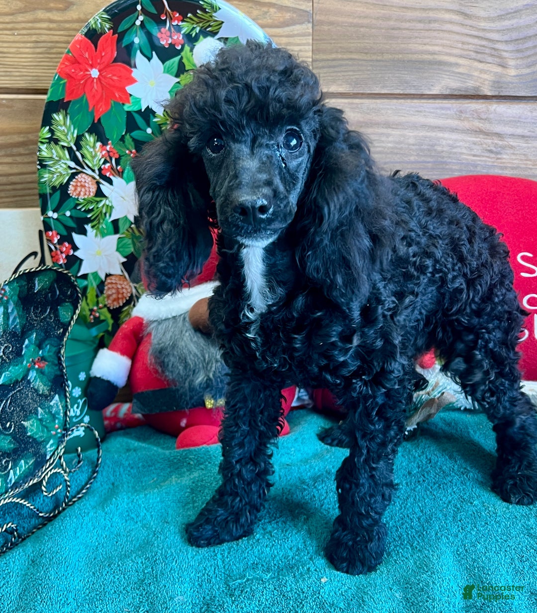 Toy Poodle dogs for sale: Jaxx - Ad 1