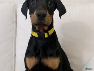 Doberman Pinscher dogs Doberman Pinscher Natural Girl - Ad 38