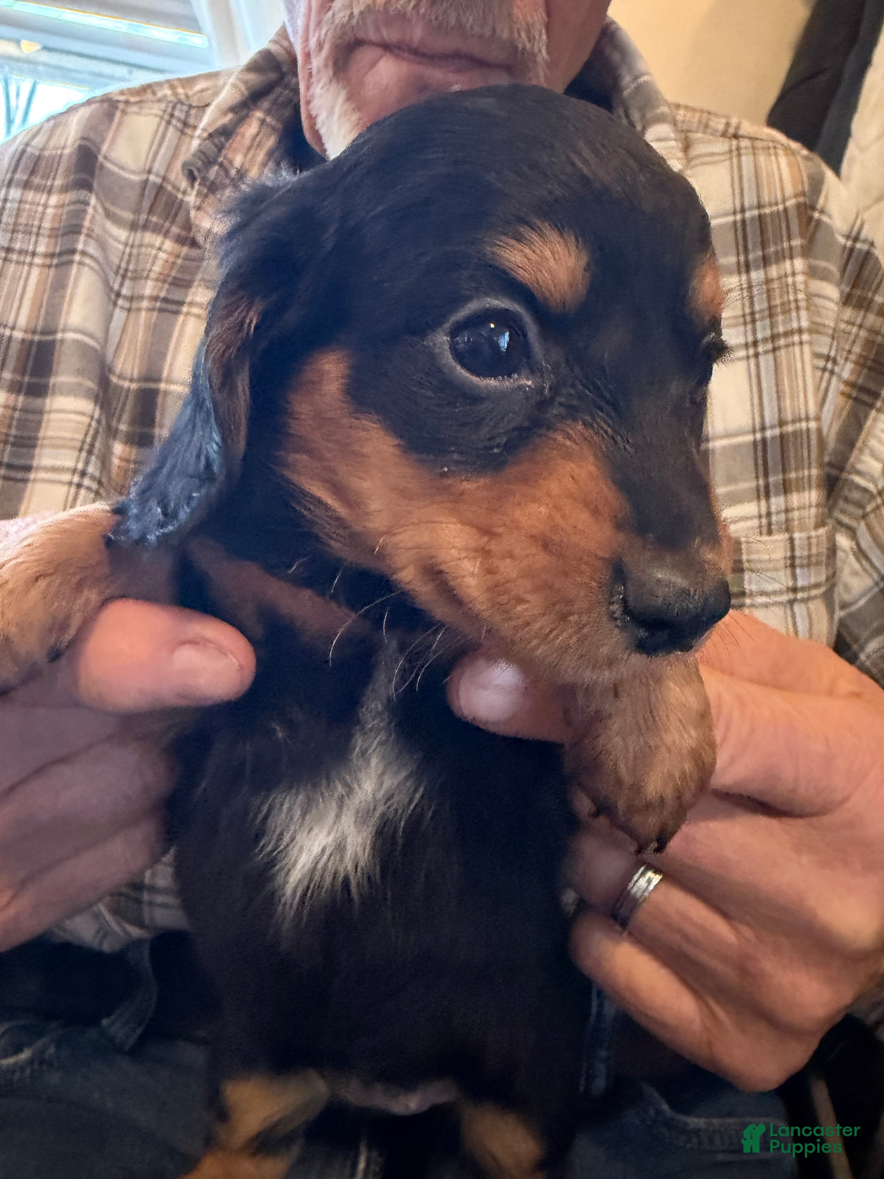 Dachshund dogs Star - Ad 1