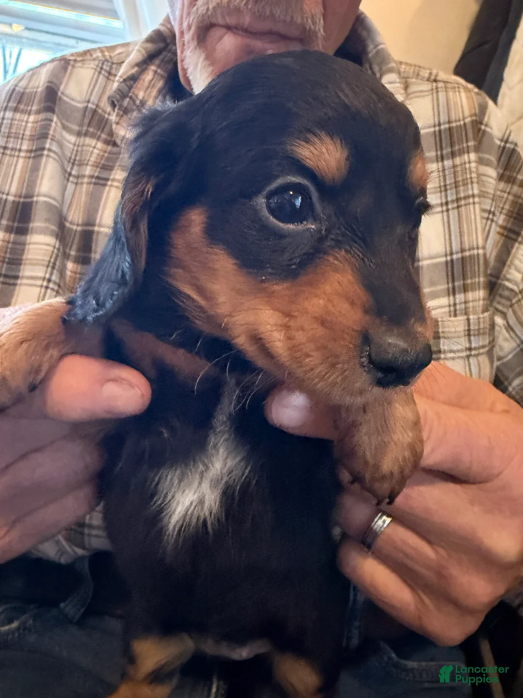 Dachshund dogs for sale: Star - Ad 1