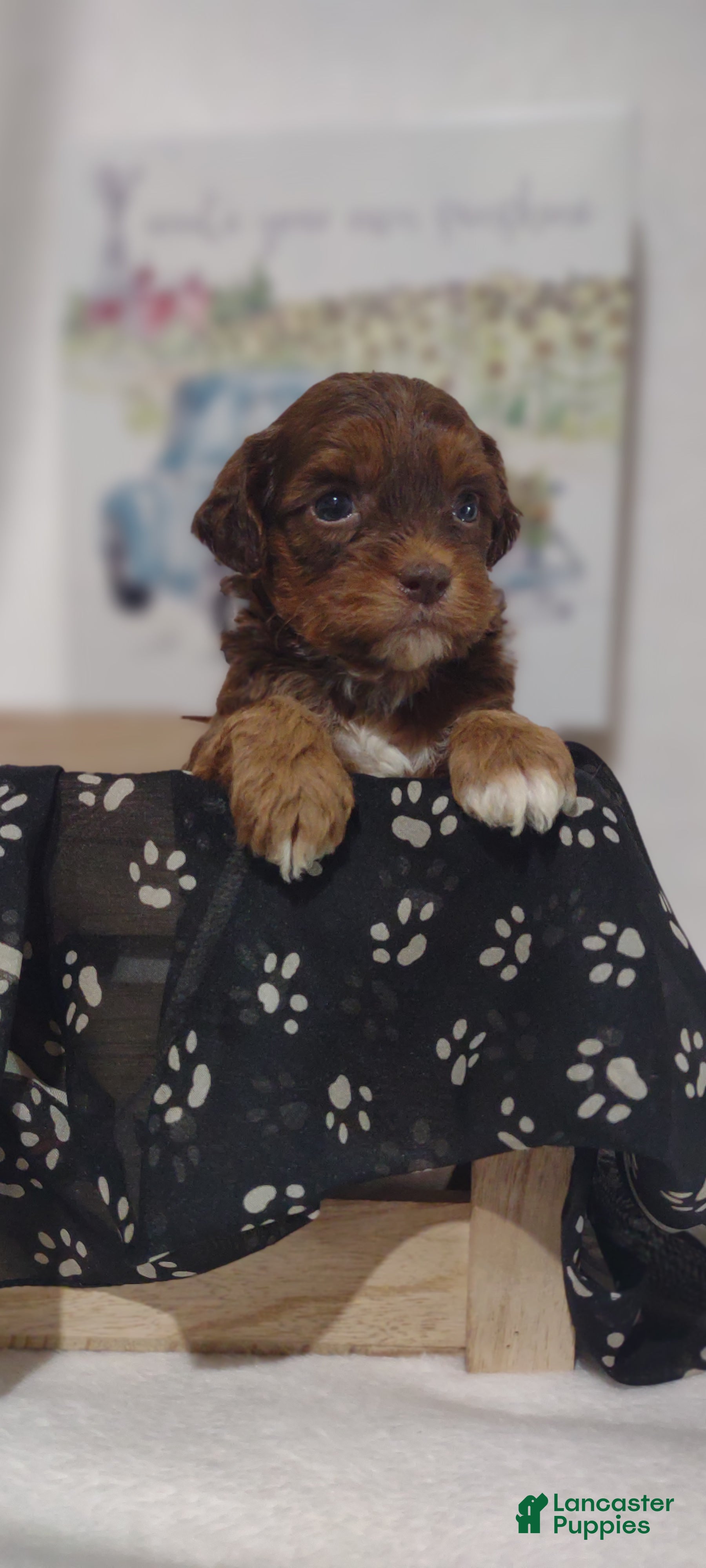 Shihpoo dogs Shihpoo Puppy 4 Maxwell  - Ad 2