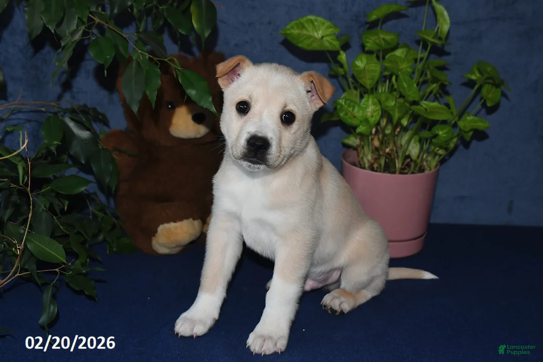 Mixed Breed dogs for sale: Bowser - Ad 2