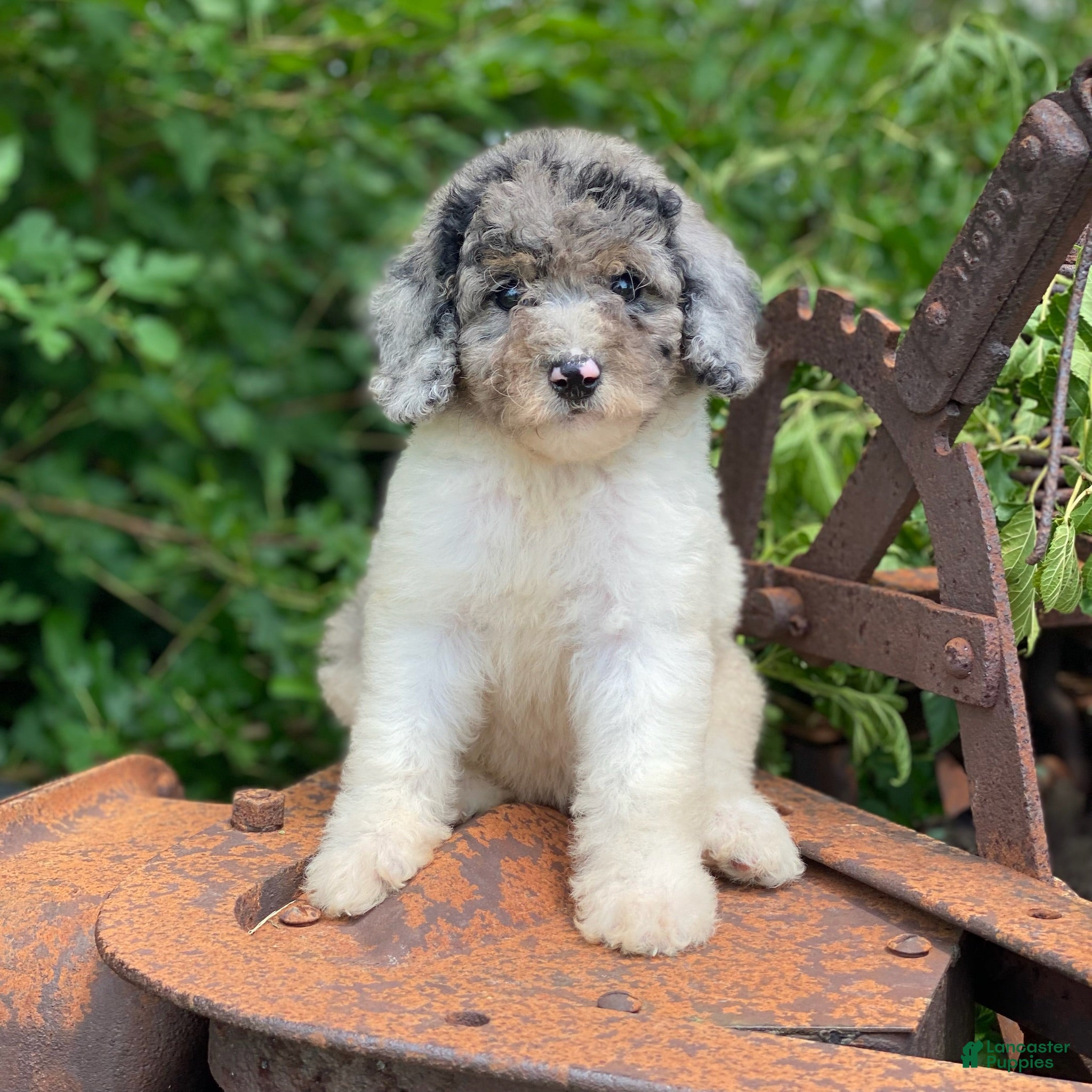Standard Poodle dogs Zoey - Ad 2