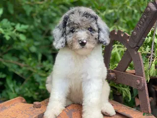 Standard Poodle dogs Zoey - Ad 2