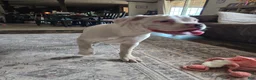 Boxer dogs for sale: Sam - Ad 9