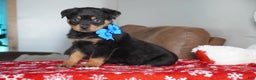 Rottweiler dogs for sale: Gunner - Ad 1
