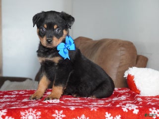 Rottweiler dogs Gunner - Ad 42