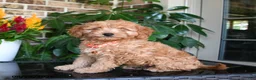 Mixed Breed dogs for sale: Milo - Ad 2