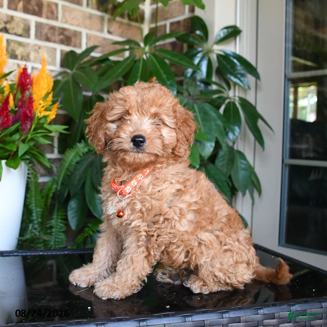 Mixed Breed dogs for sale: Milo - Ad 2