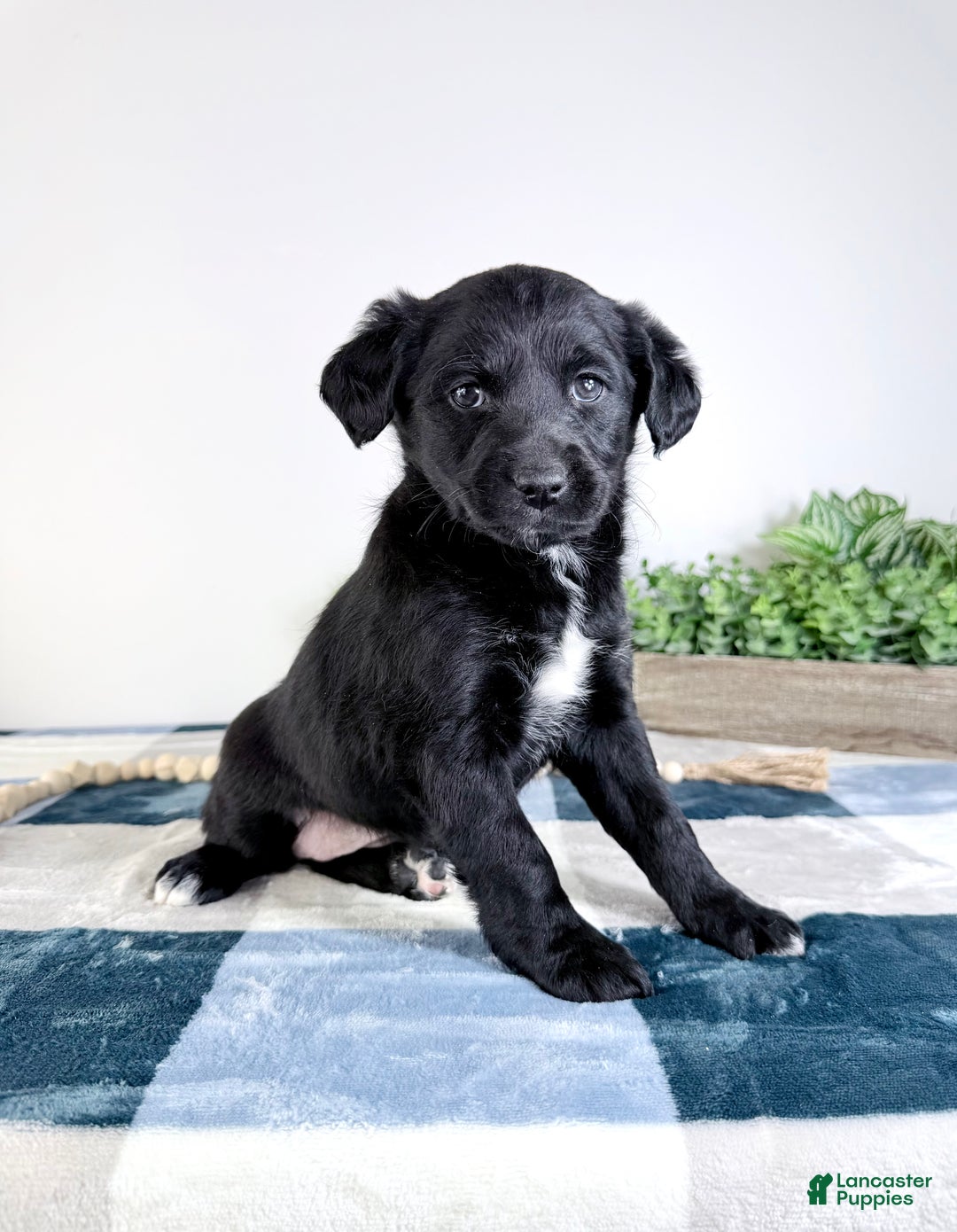 Mixed Breed dogs for sale: Alice - Ad 5