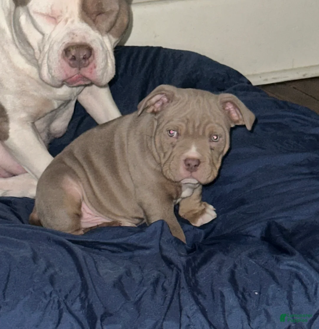 American Bully dogs for sale: American Bully Puppy 7 - Ad 10