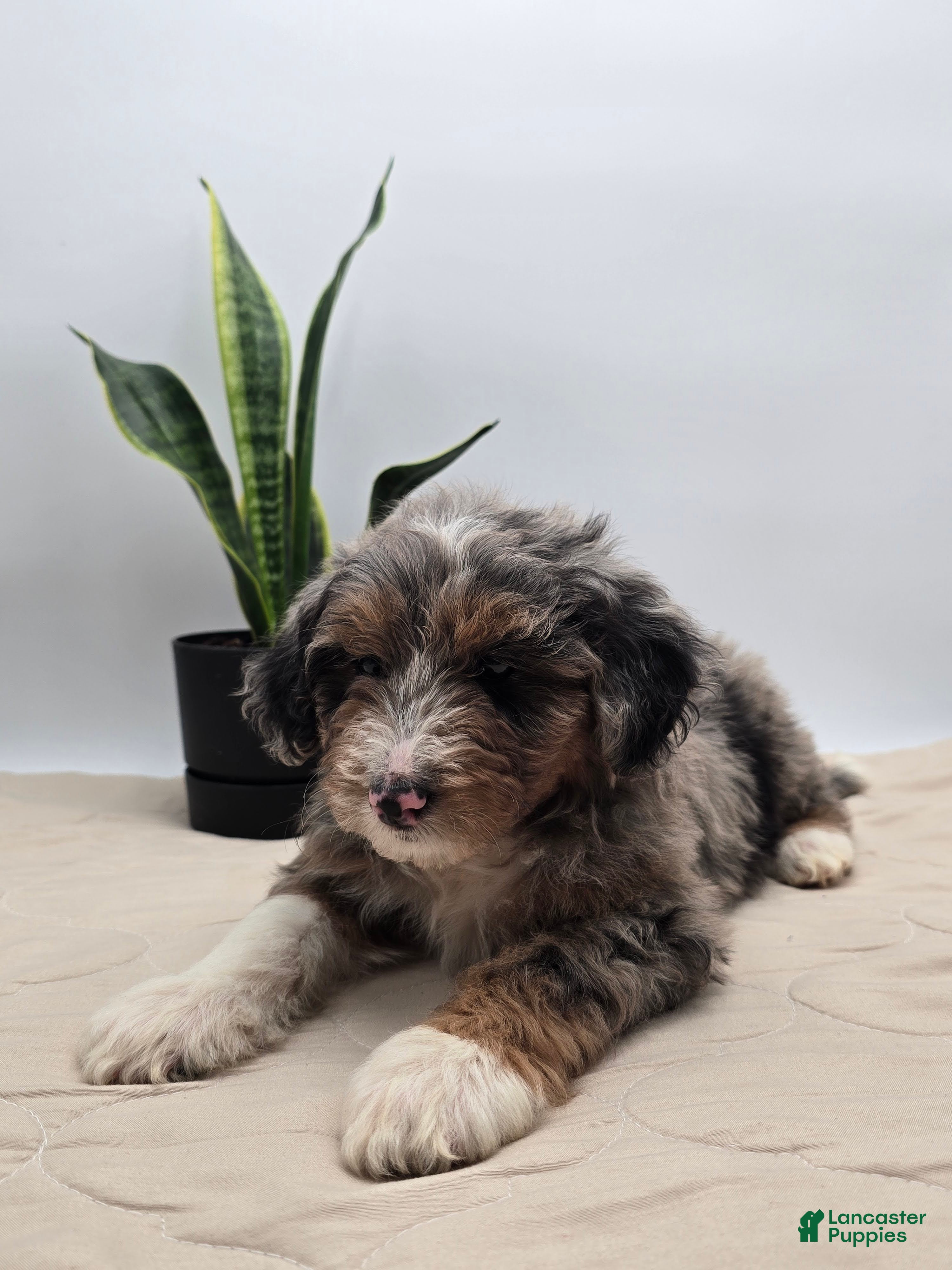 Aussiedoodle dogs Lettie - Ad 1