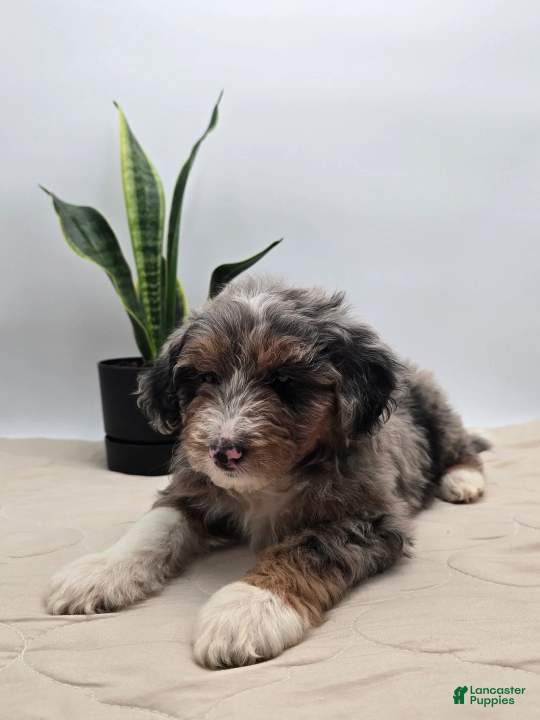 Aussiedoodle dogs for sale: Lettie - Ad 1