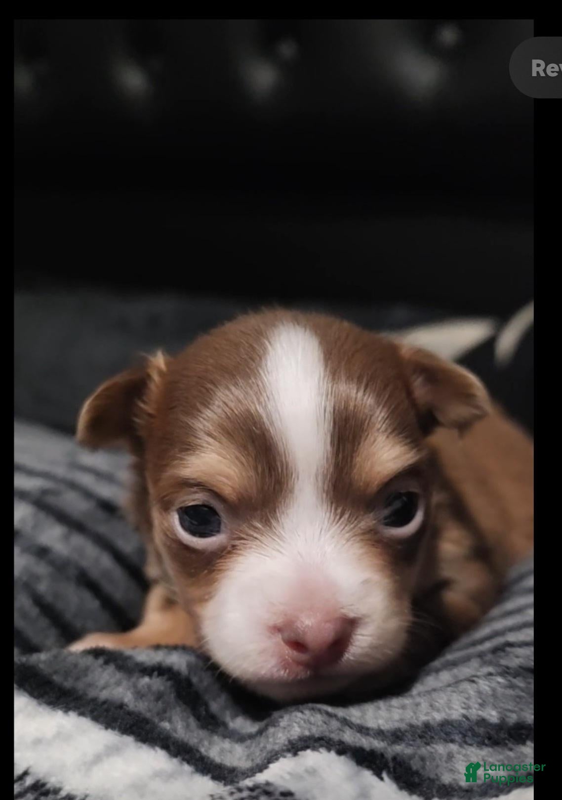 Chihuahua dogs Magic  - Ad 2