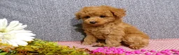 Toy Poodle dogs for sale: Rose   - Ad 4