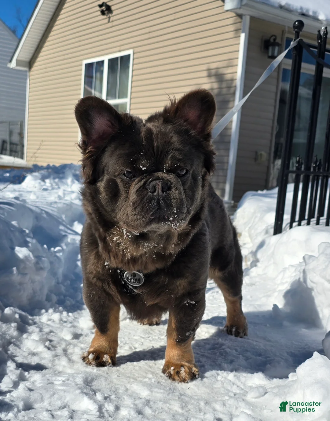 French Bulldog dogs for sale: Tyson - Ad 21