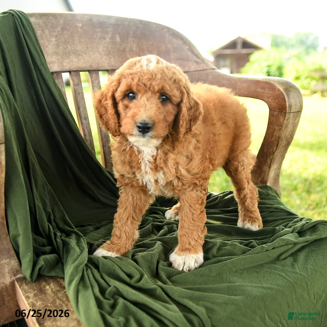 Goldendoodle dogs for sale: Brielle - Ad 2
