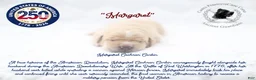 Cane Corso dogs for sale: "Margaret" - Ad 1