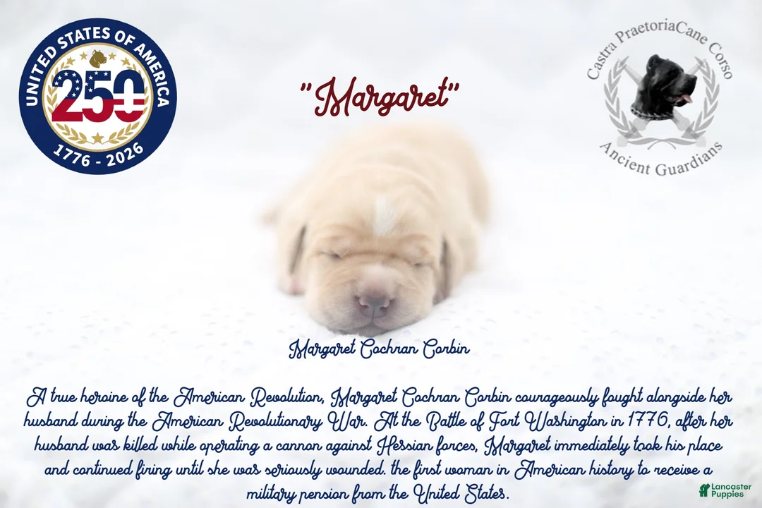 Cane Corso dogs for sale: "Margaret" - Ad 1