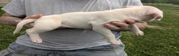 American Pit Bull Terrier dogs for sale: American Pit Bull Terrier Puppy 6 - Ad 4
