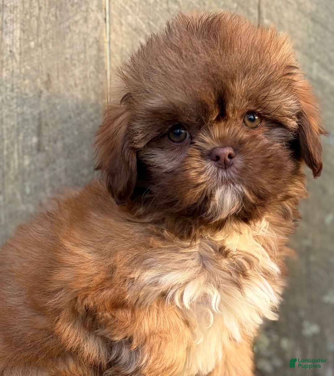 Shih Tzu dogs for sale: 💗 IN BOSTON MASSACHUSETTS AREA 💗 PUREBRED CHOCOLATE SHIH TZU 💗 ESTIMATED ADULT SIZE 10-12 LBS 💗 - Ad 7