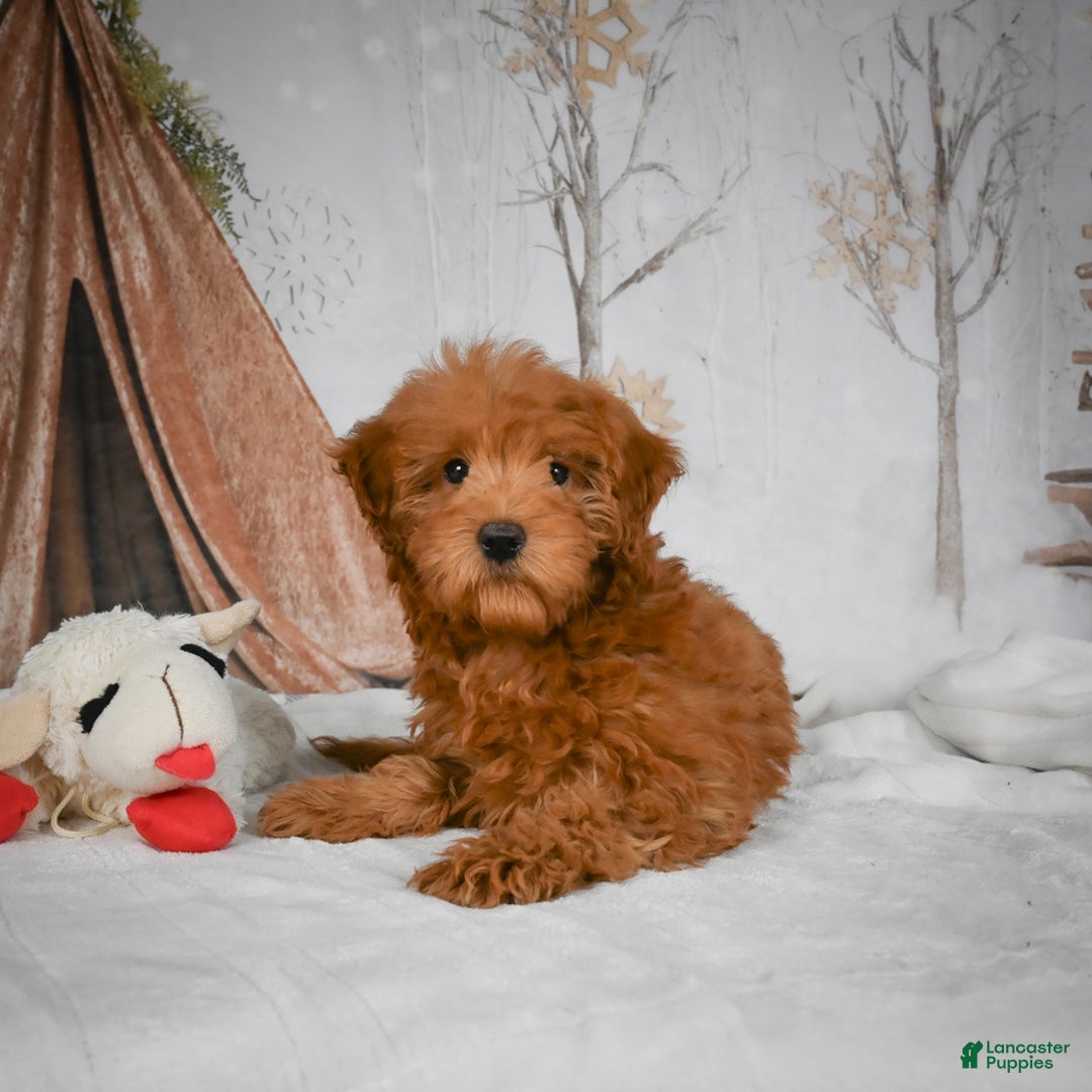 Mini Goldendoodle dogs for sale: Rosie - Ad 11