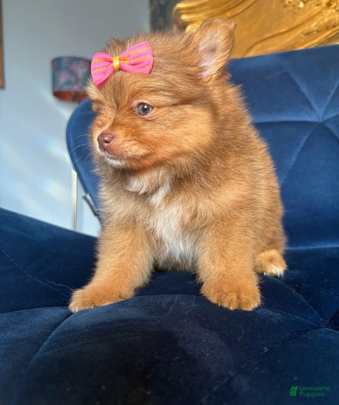 Pomeranian dogs for sale: Ciri - Ad 21