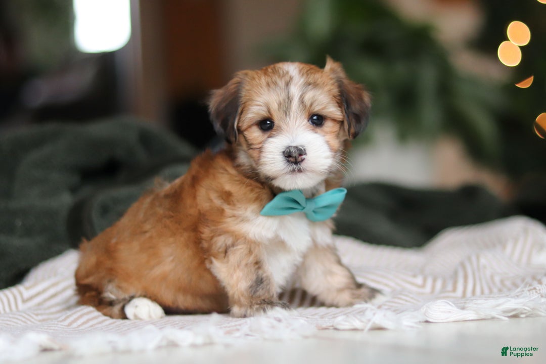 Morkie dogs for sale: Tyson - Ad 5