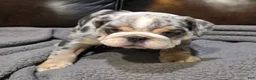 English Bulldog dogs for sale: Butkus - Ad 6