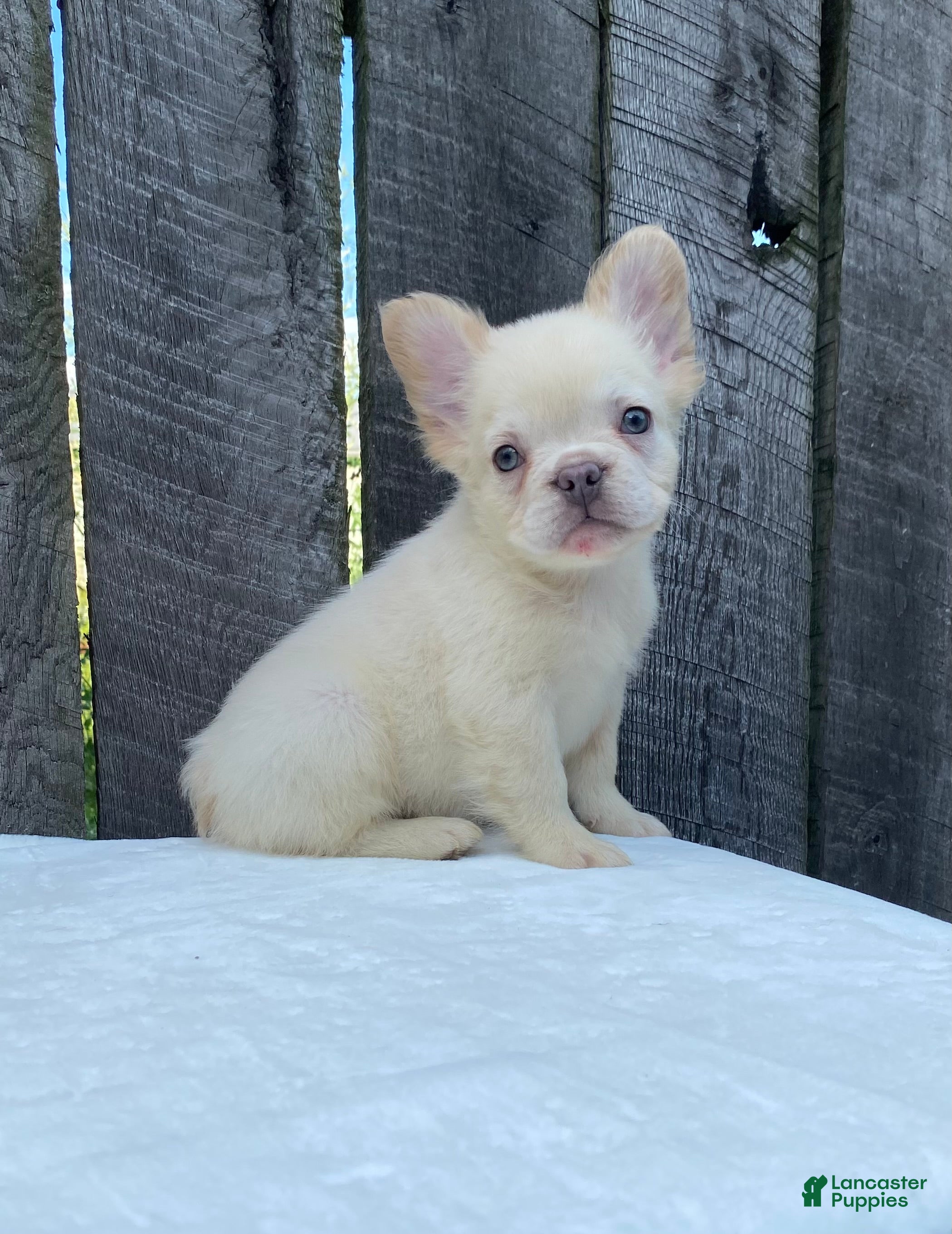 French Bulldog dogs Cruz - Ad 2