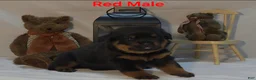 Rottweiler dogs for sale: Red - Ad 3