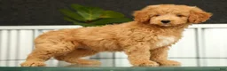 Mini Goldendoodle dogs for sale: Sammy - Ad 4