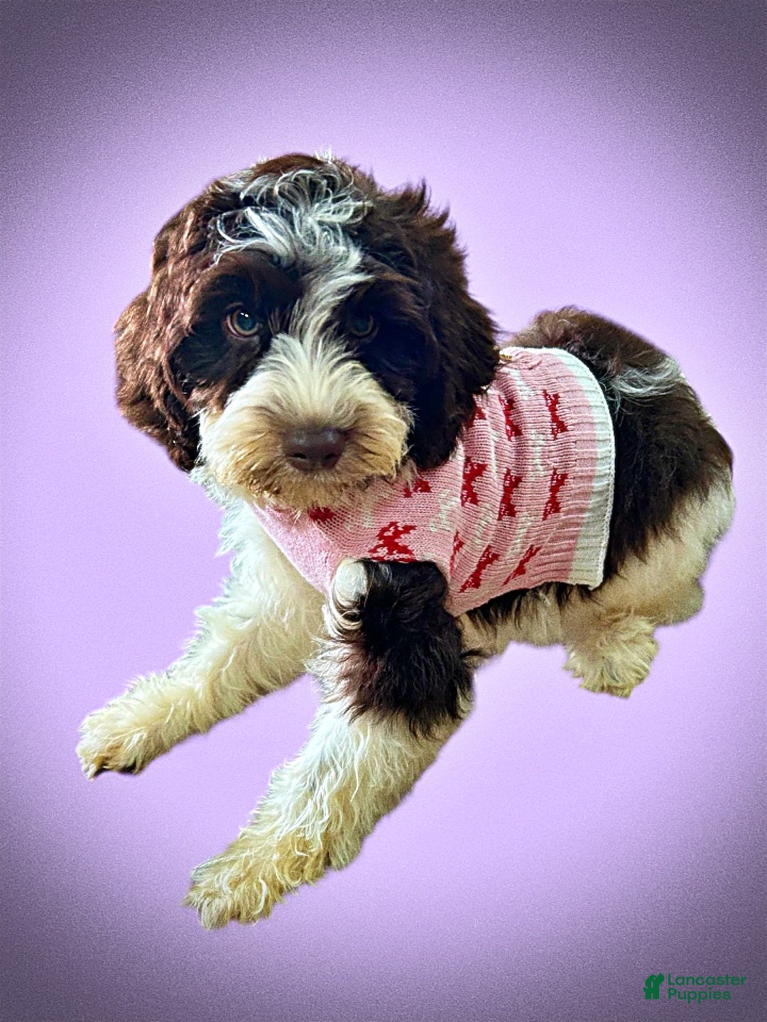 Havapoo dogs for sale: Priscilla - Ad 15