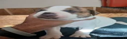 American Bulldog dogs for sale: Dot - Ad 20