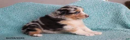 Australian Shepherd dogs for sale: Dora - Ad 4