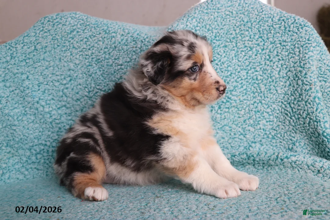 Australian Shepherd dogs for sale: Dora - Ad 4