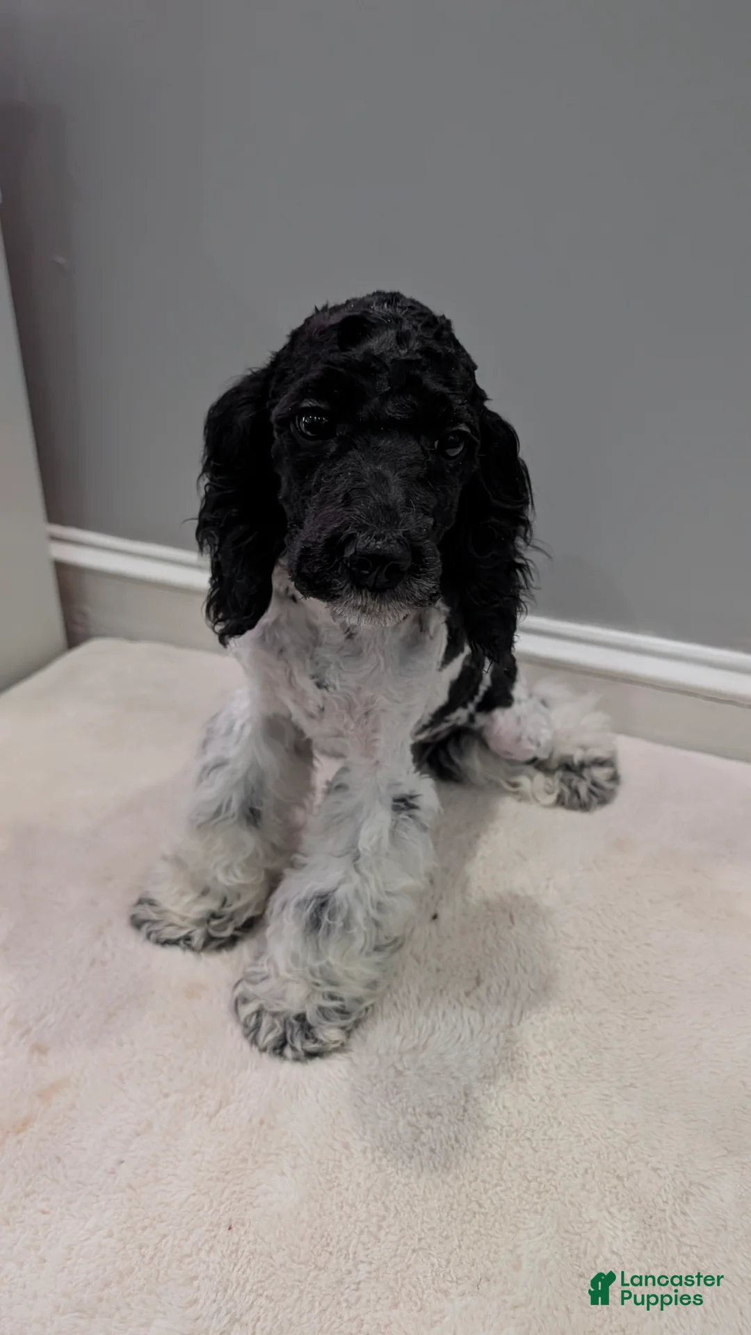 Cockapoo dogs for sale: Raven (F2b) - Ad 1