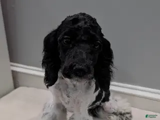 Cockapoo dogs Raven (F2b) - Ad 3