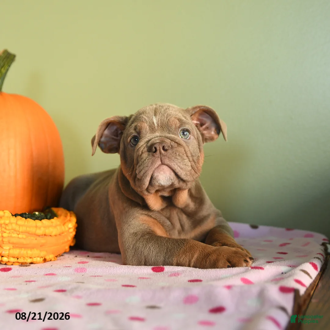 English Bulldog dogs for sale: Mandy - Ad 2