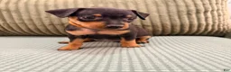 Miniature Pinscher dogs for sale: Lucy - Ad 3
