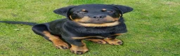 Rottweiler dogs for sale: Sydney - Ad 2