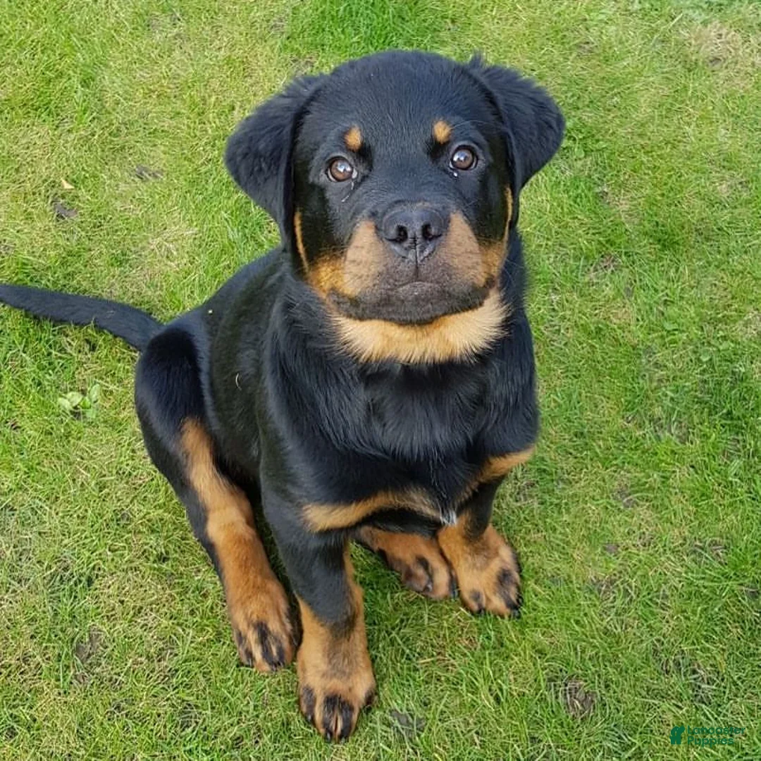 Rottweiler dogs for sale: Sydney - Ad 2