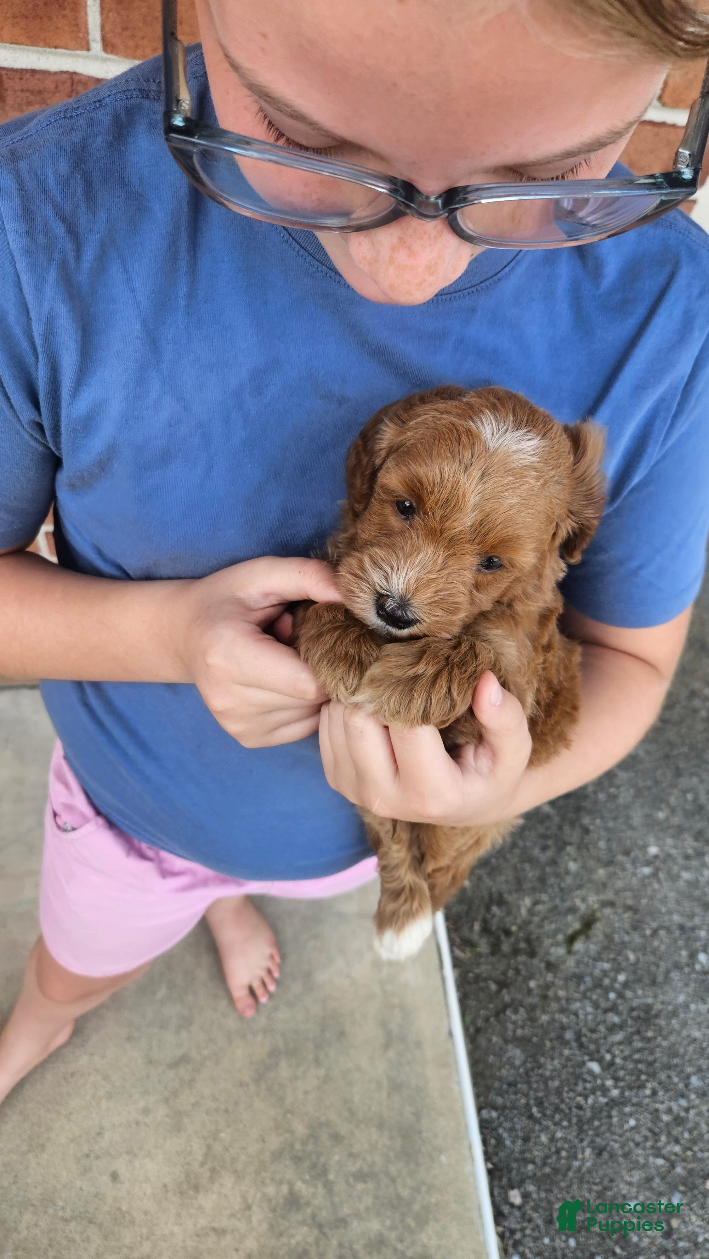 Mini Goldendoodle dogs Tucker - Ad 1