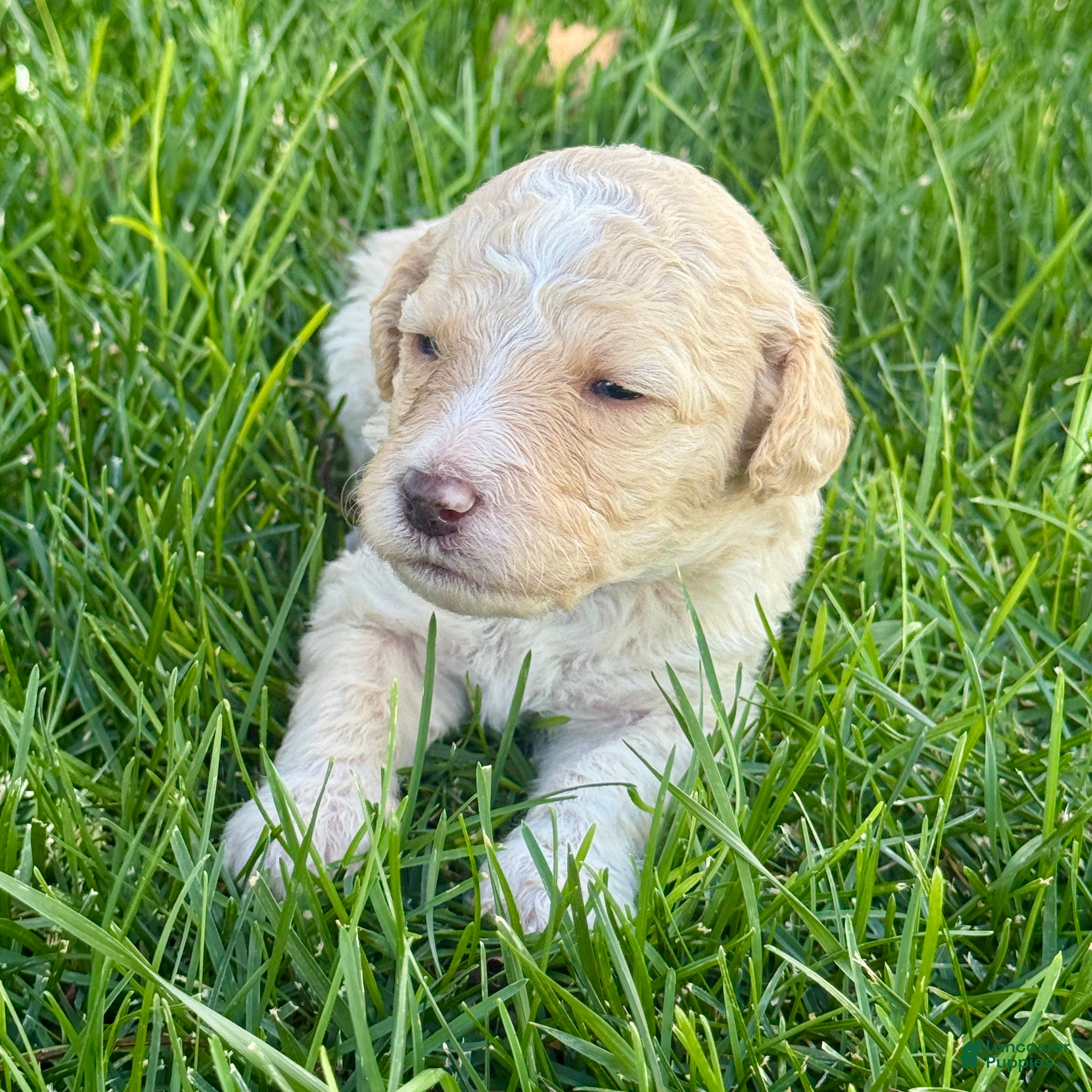 Bernedoodle dogs Boo - Ad 1