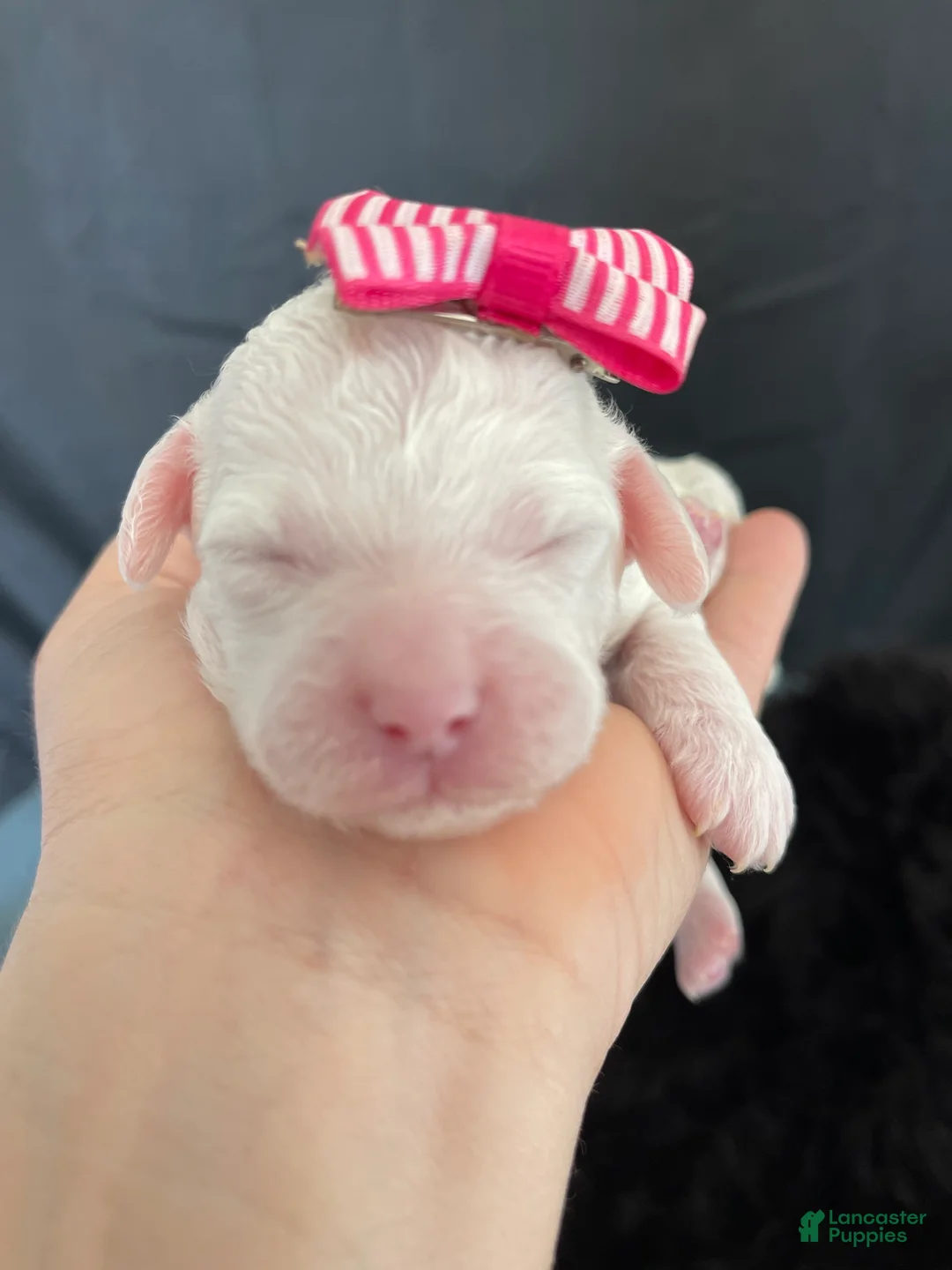 Miniature Poodle dogs for sale: Akc Clear 🧬 Tested Poodle Girl - Ad 10
