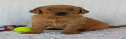 Golden Retriever dogs for sale: Miss Rosie  - Ad 15