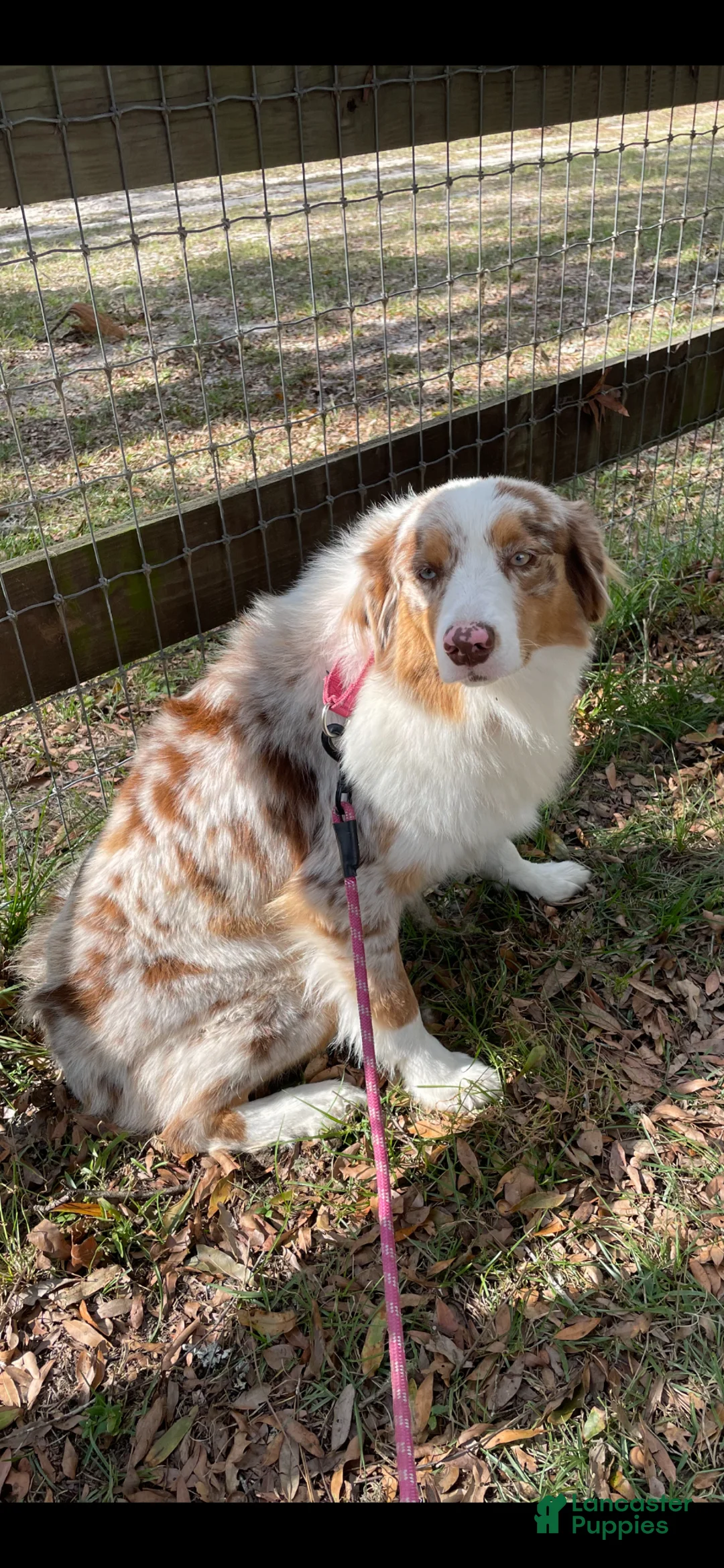 Australian Shepherd dogs for sale: Australian Shepherd Puppy 7 - Ad 2