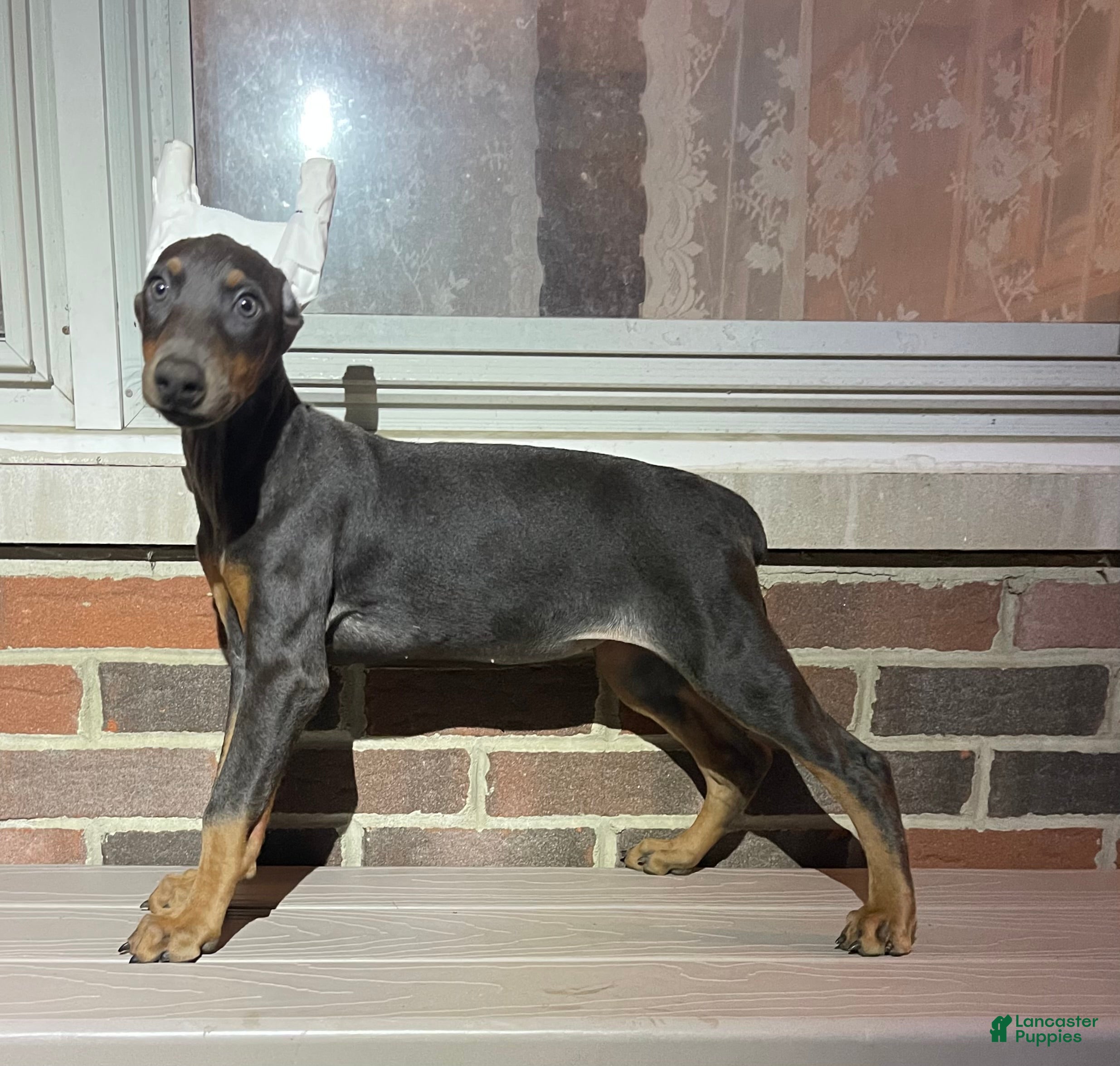 Doberman Pinscher dogs Rogue - Ad 1