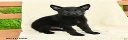 German Shepherd dogs for sale: Benton - Ad 4